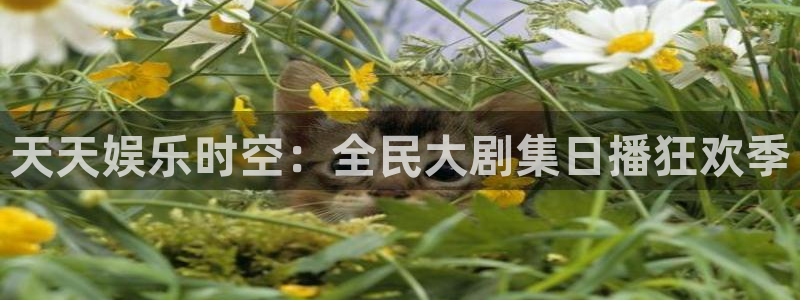 开丰娱乐168：天天娱乐时空：全民大剧集日播狂欢季